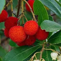 Арбутус розовоцветный «Rubra» (земляничное дерево) вазон Р9 (189896) 1 саженец в упаковке Нидерланды