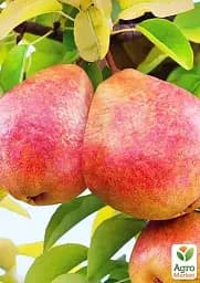 Саджанець Agro-Market Груша Китайський Ліхтарик (зимовий сорт, пізній термін дозрівання) 1 шт. в упаковці (177710) - мініатюра 2