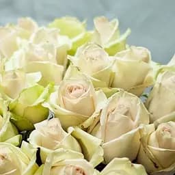 Троянда чайно-гібридна Agro-Market Ла Перла саджанець класу АА+ вищий сорт 1 шт. в упаковці (181415)