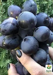 Саджанець Agro-Market Виноград Фуджімінорі (ранній сорт японської селекції з дуже великою ягодою) (50843) 1 шт. в пакуванні - мініатюра 2