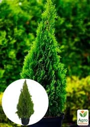 Саджанець Agro-Market Туя західна Smaragd (ком/сітка) висота 120-140 см 1 шт. в упаковці (175609) - мініатюра 2