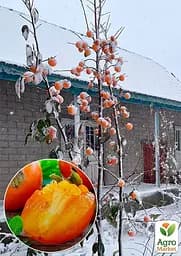 Саджанець Agro-Market Хурма Традиційна морозостійка 1 шт. в упаковці (35910) - мініатюра 5