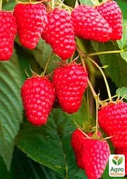 Малина Agro-Market "Willamette" (ранній термін дозрівання, сорт добре стійкий до хвороб) 1-річний саджанець (189464) 1 шт в упаковці - мініатюра 2