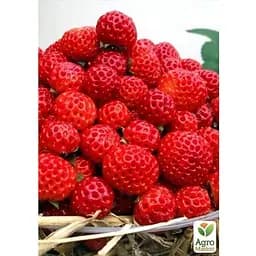 Саджанець Agro-Market Гібрид полуниці і малини Веденсвілл 7 (Vedenswil) (середній термін дозрівання) 5 шт. (25795) - мініатюра 3