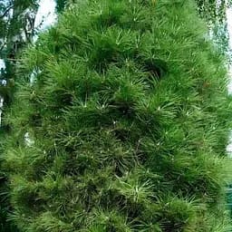 Сосна щеплена Agro-Market 2-х річна чорна Spielberg С2 висота 20-25 см 187452 1 саджанець в упаковці