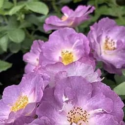 Троянда флорибунда Agro-Market Blue for You саджанець класу АА+ вищий сорт 1 шт. в упаковці (181421)