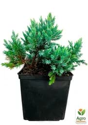 Саджанець Agro-Market Ялівець лусчастий 4-річний Blue Star С3 Ø 20-25 см 1 шт. в упаковці (116272) - мініатюра 3