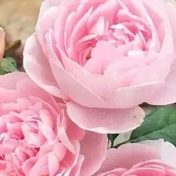 Роза английская Agro-Market Queen of Sweden саженец класса АА+ высший сорт 1 шт. в упаковке (181452)