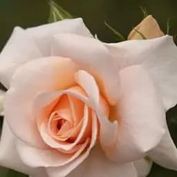 Роза чайно-гибридная Agro-Market Примадонна саженец класса АА+ высший сорт 1 шт. в упаковке (181470)