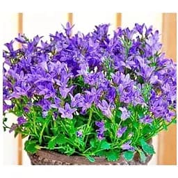 Цибулина Agro-Market Кампанула квітуча Isophylla Violet (178713) 1 шт. - мініатюра 4