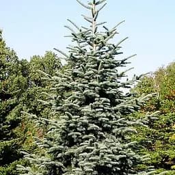 Ялиця щеплена Agro-Market 2-річна благородна Glauca С2 висота 20-25 см 188037 1 саджанець в упаковці