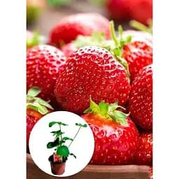 Саджанець Agro-Market LMTD Полуниця-суниця Korona (гібрид, ранній термін дозрівання) з Нідерландів 1 шт. в упаковці (152494) - мініатюра 2