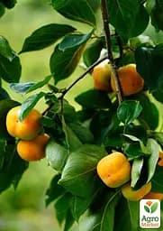 Саджанець Agro-Market Хурма Кіллен на віргінській морозостійкій підщепі 1 шт. в упаковці (101986) - мініатюра 2