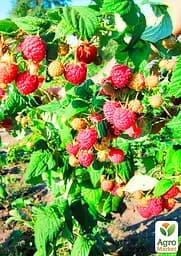 Саджанець Agro-Market Малинове дерево Богатир 1 шт. в пакуванні (37026) - мініатюра 2