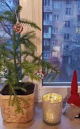 Саджанець Agro-Market Араукарія (Araucaria heterophylla) кімнатна ялина 1 шт. в упаковці (51637) - мініатюра 7