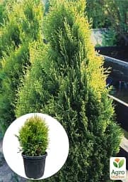 Саджанець Agro-Market Туя складчаста Kornik С20 висота 50-60 см 1 шт. в упаковці (176421) - мініатюра 2