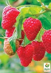Малина Agro-Market "Саня" (середньоранній термін дозрівання) 1-річний саджанець (189477) 1 шт в упаковці - мініатюра 2