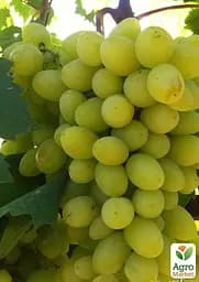 Саджанець Agro-Market Виноград Біла Надія (надранній, двостатевий, великий) 1 шт. в пакуванні (182560) - мініатюра 2