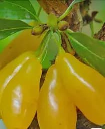 Кизил Agro-Market Gold Star щеплений саджанець 2 роки ранній термін дозрівання великоплідний жовтий 1 саджанець в упаковці - мініатюра 2