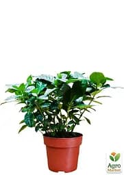 Саджанець Agro-Market Гарденія жасминовидная Fortune (Gardenia jasminoides) (52633) - мініатюра 3