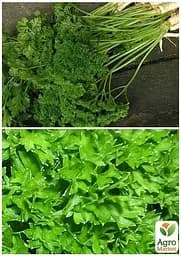 Насіння Agro-Market Петрушка кучерява Парамоунт на вагу ціна за 5 г (22070) - мініатюра 3