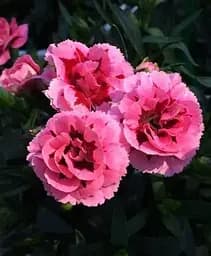 Гвоздика Agro-Market Махровая Oscar Pink and Purple контейнер № 10 высота 10 см 1 саженец в упаковке