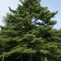 Сосна Веймутова Agro-Market 6-и летняя Рinus strobus С5 высота 80-100 см 187582 1 саженец в упаковке