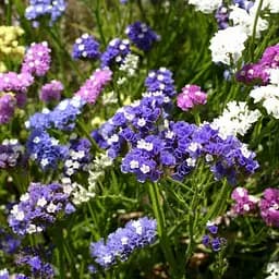 Насіння Статиця Пасіфік мікс 0,1 г GL Seeds - мініатюра 2
