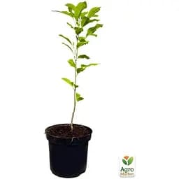 Саджанець Agro-Market Магнолія 3-х річна гібридна Susan (висота 40-50 см) (60481) 1 шт. в упаковці - мініатюра 3