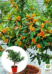 Саджанець Agro-Market Кумкват Fortunella на штамбі з плодом 3-х річний 25-35 см 1 шт. в упаковці (62415) - мініатюра 3