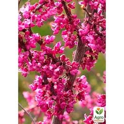 Саджанець Agro-Market Церцис Канадський (багрянник) (48898) - мініатюра 4