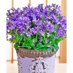 Цибулина Agro-Market Кампанула квітуча Isophylla Violet (178713) 1 шт. - мініатюра 2