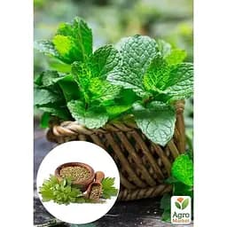 Саджанець Agro-Market М'ята Коріандрова Mentha gracilis (184016) 1 шт. - мініатюра 2