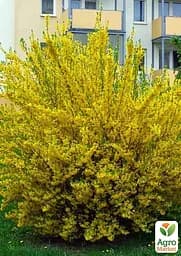 Саджанець Agro-Market Форзиція 3х літня Goldzauber (С3, висота 40-60 см) (103387) - мініатюра 3