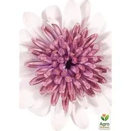 Саджанець Agro-Market Остеоспермум махровий Pasodoble Pedro (контейнер № 10 висота 10-20 см) (49094) 1 шт. в упаковці - мініатюра 3