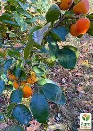 Саджанець Agro-Market Хурма Кіллен на віргінській морозостійкій підщепі 1 шт. в упаковці (101986) - мініатюра 3