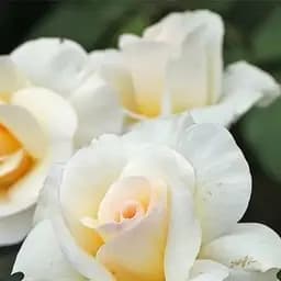 Роза чайно-гибридная Agro-Market Grand Nord саженец класса АА+ высший сорт 1 шт. в упаковке (181184)