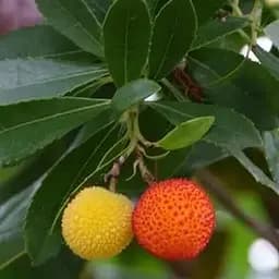 Арбутус розовоцветный «Cobra» (земляничное дерево) вазон Р9 (189897) 1 саженец в упаковке Нидерланды