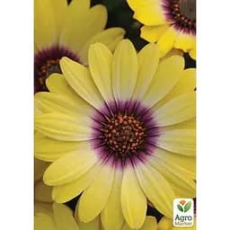 Саджанець Agro-Market Остеоспермум Blue Eyed Beauty (контейнер № 10 висота 10-20 см) (49087) 1 шт. в упаковці - мініатюра 3
