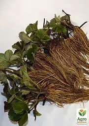 Саджанець Agro-Market Полуниця Кебот (Cabot) (пізній термін дозрівання, має тривалий термін зберігання) 5 шт. в пакуванні (38174) - мініатюра 3