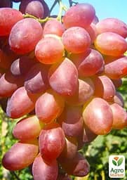 Саджанець Agro-Market Виноград Супер Ляля (хрустка, солодка м'якоть гармонійного смаку, ранній) 1 шт. в пакуванні (63760) - мініатюра 2