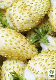 Саджанець Agro-Market Суниця ремонтантна великоплідна Вайт Соул горщик P9 (51023) 1 шт. в пакуванні - мініатюра 2