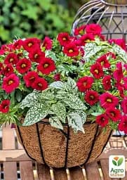 Саджанець Agro-Market Калібрахоа Calipetite Red 1 шт. в упаковці (178517) - мініатюра 2