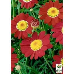 Саджанець Agro-Market Аргірантемум La Rita Scarlet (контейнер №10 висота 15 см) (177076) 1 шт. в упаковці - мініатюра 2