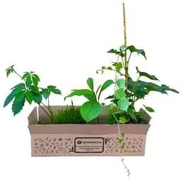 Саджанець Agro-Market Виноград дівочий тріостренний Veitchii С2 висота 40-90 см (61505) - мініатюра 3
