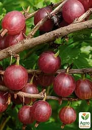 Агрус Agro-Market "Раволт" (середній термін дозрівання, невибагливий для вирощування сорт) (187563) 1 саджанець в упаковці - мініатюра 2