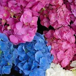 Саженец Agro-Market LMTD Гортензия крупнолистовая 2-х летняя Уценка MIX (25-35см) отцветшая (156433)