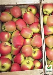 Саджанець Agro-Market Яблуня Голд Чіф (великоплідний сорт, зимовий сорт, середній термін дозрівання) 1 шт. в упаковці (176369) - мініатюра 3