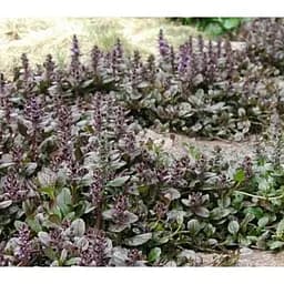 Саджанець Agro-Market Живучка повзуча Braun Herz (ефектний, багаторічний м'який килим) (97075) 1 шт.