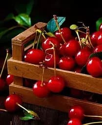 Саджанець Agro-Market Вишня Іграшка (літній сорт, ранній термін дозрівання) (21361) 1 шт. в упаковці - мініатюра 3